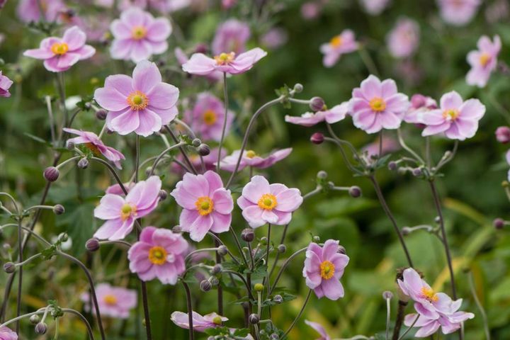 植えっぱなしで毎年楽しめる！秋に咲く多年草【8選】キキョウやシュウメイギクで風情ある庭に
