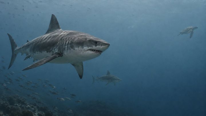 「サメの墓場」に眠っていたのは、どんな海だったのか？
