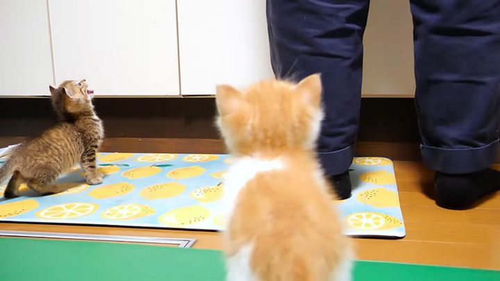離乳食が食べたい子猫達