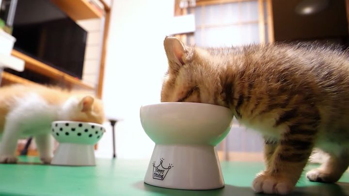 離乳食を食べる子猫達
