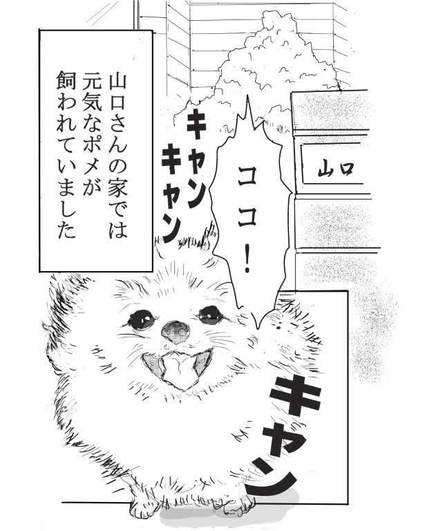 人なつこい元気なポメラニアンだった 送達ねこ(@jinjanosandou)