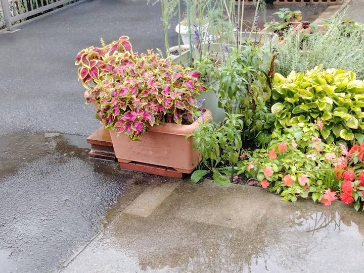 雨のあと、水が溜まったままの地面
