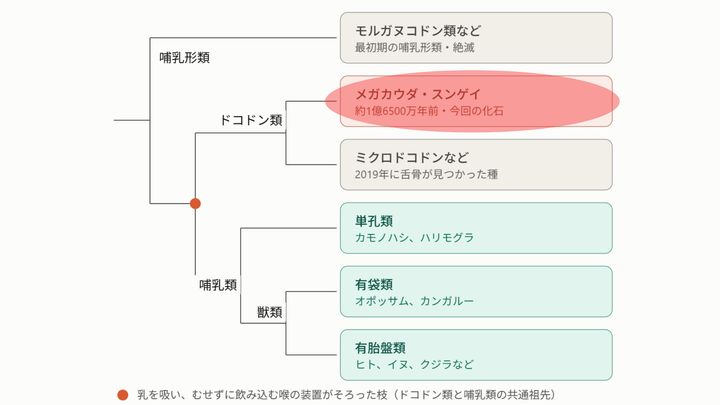 乳を飲む仕組みはさらに昔から受け継いだものだった