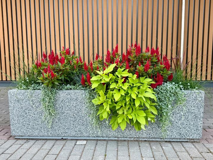 寄せ植えの主役に