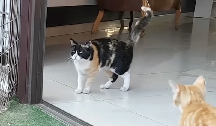 トラを気にする母猫