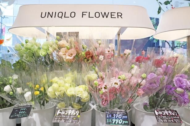 秋のおすすめの切り花はトルコキキョウ(1束390円)