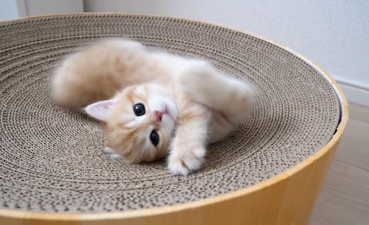 爪とぎが気に入り過ぎた子猫