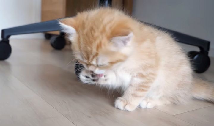 食後のお手入れをする子猫