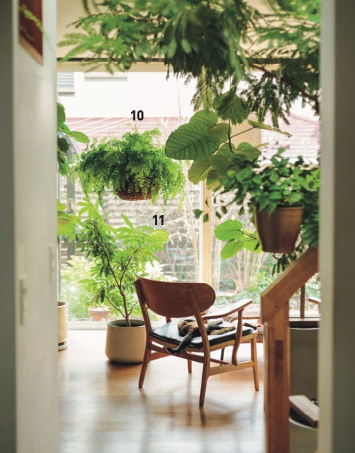 リビングの植物の大半はDIYした鉢でハンギングに。