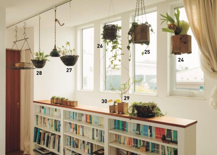明るい日陰が好きな植物はライティングレールに吊り下げて