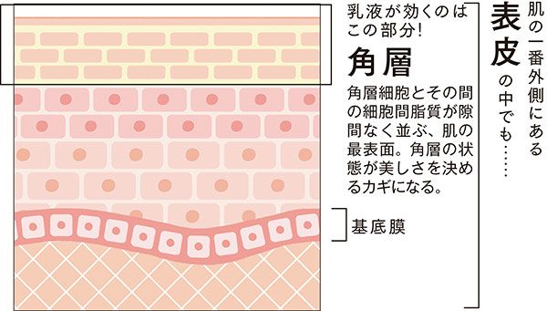肌の一番外側にある表皮の中でも…… 乳液が効くのはこの部分！→【角層】角層細胞とその間の細胞間脂質が隙間なく並ぶ、肌の最表面。角層の状態が美しさを決めるカギになる。