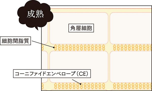 角層が成熟している肌の構造