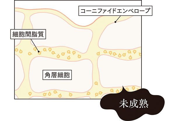 角層が未成熟の肌の構造