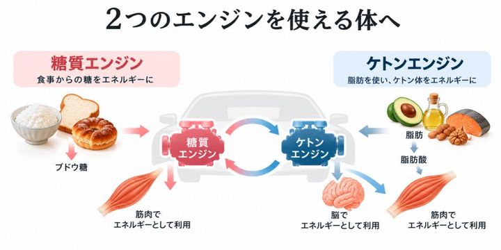 人の体は2つのエンジンがハイブリッドカーのように回っている ※画像：筆者作成