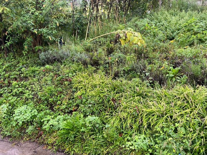 雨上がりの花壇に並ぶ、灰色がかった葉のラベンダーと茂った草花