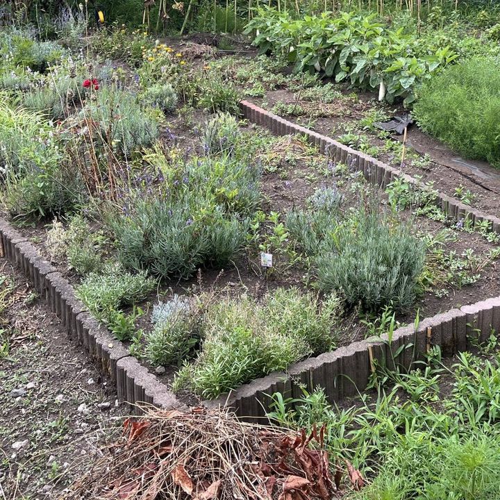 草取りを終えた花壇に並ぶラベンダーやハーブと、奥に咲くひまわり