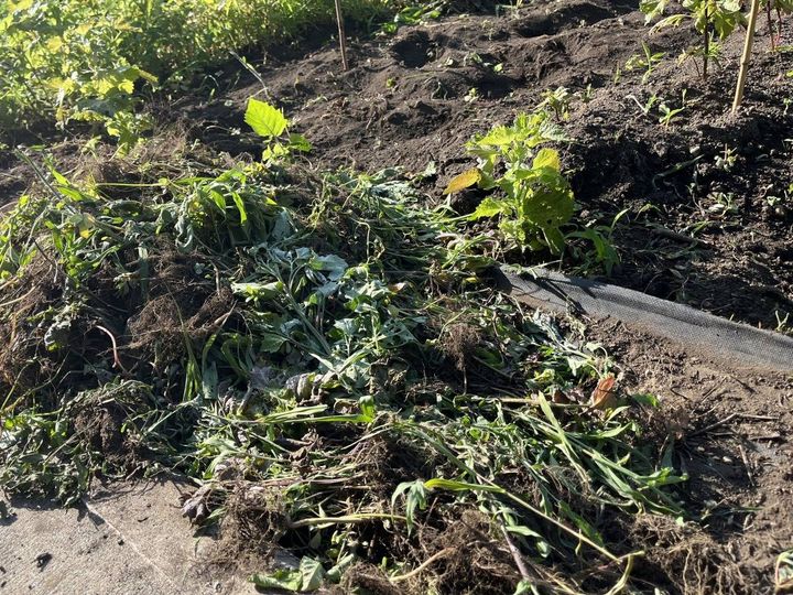 根に黒い土がついたまま積み上げた、抜いたばかりの雑草