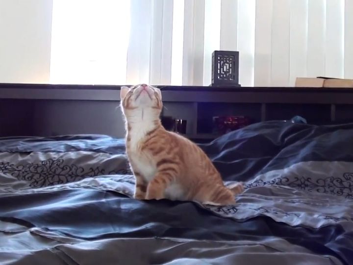 シーリングファンが気になる……子猫の反応がかわいい！
