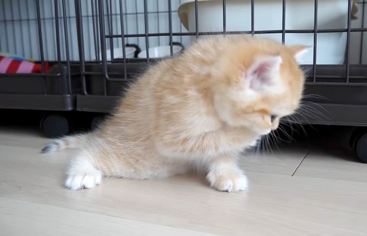 食後のお手入れをする子猫