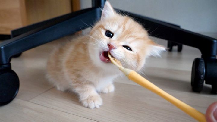とっても美味しそうにご飯を食べる子猫