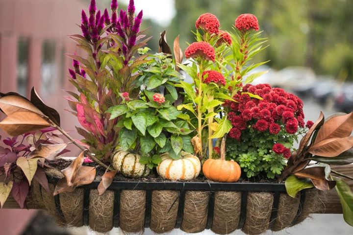 ポットマムに一年草のケイトウを合わせた秋色の簡単寄せ植え