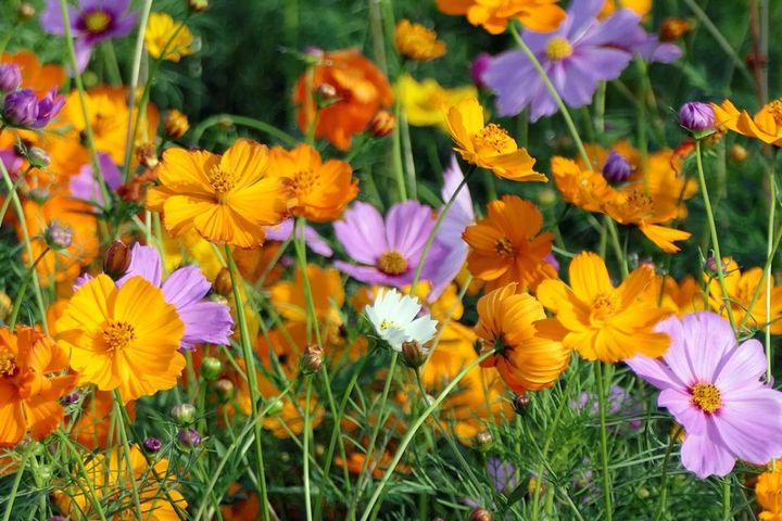玄関先がパッと華やぐ秋の草花【8選】初心者でも育てやすいコスモスやポットマム、ピンクのグラス