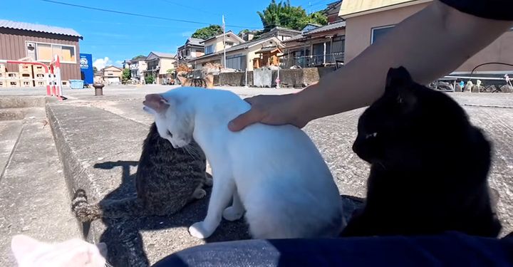 座ると集まってくる猫達