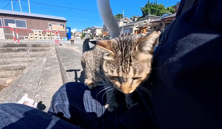 座ると集まってくる猫達