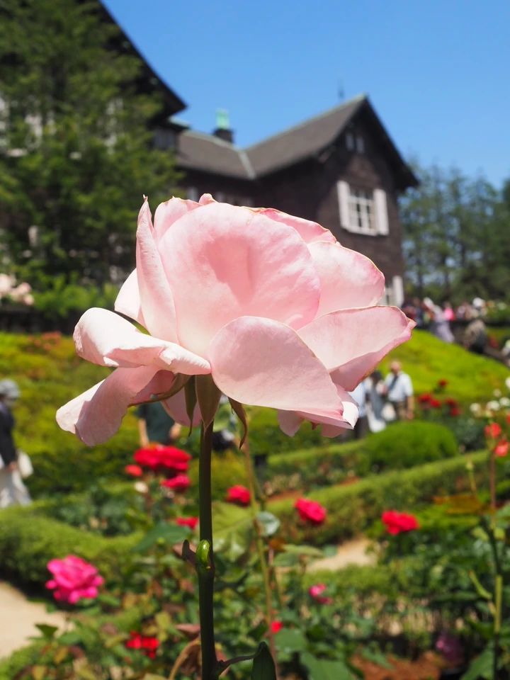 秋のおでかけに、150円で楽しめるバラフェスティバル【駒込 旧河川庭園】_3