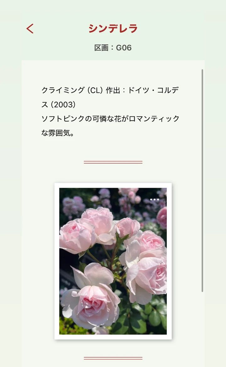 秋のおでかけに、150円で楽しめるバラフェスティバル【駒込 旧河川庭園】_6