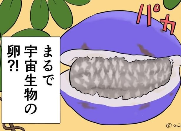 これは宇宙生物の卵？ （C）峯鳥子