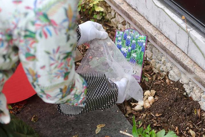 小球根の植え付け