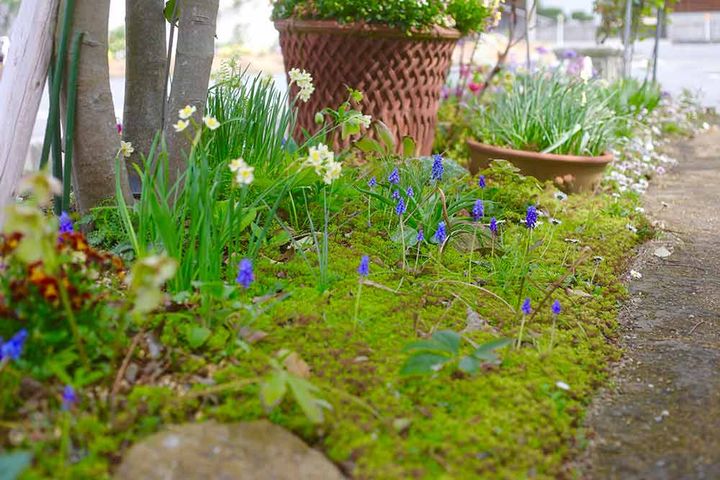 球根花