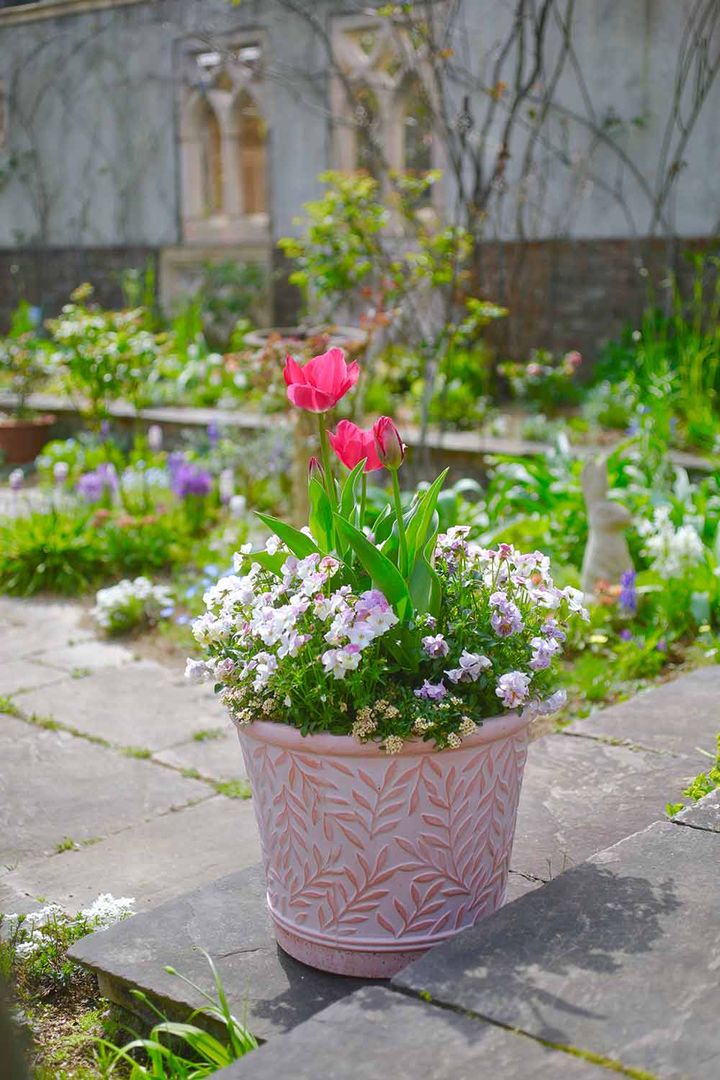 春の寄せ植え