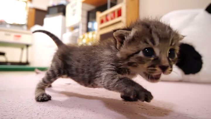 モキュモキュ言いながら歩き回る子猫