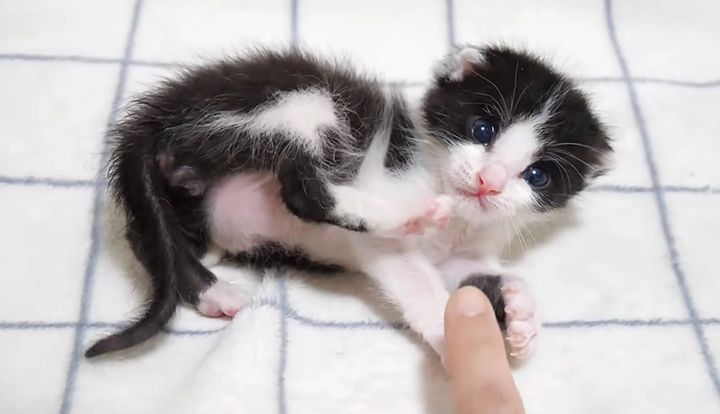コロンと転がる子猫