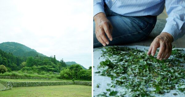 野草茶ブランド「TOKUJI YAKUSOU」が公式ブランドサイト開設！山口県徳地の薬草文化を発信