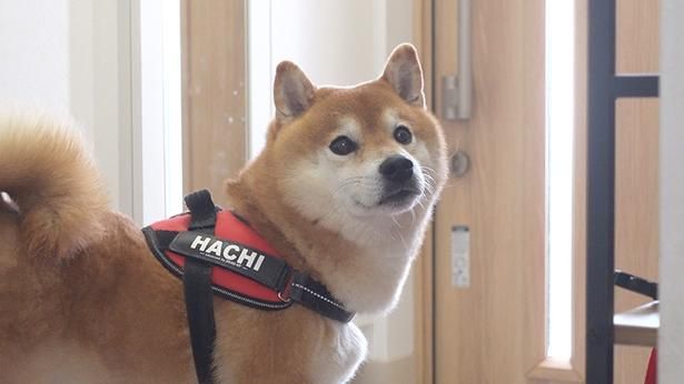 きゅるきゅるの目でお散歩をおねだり