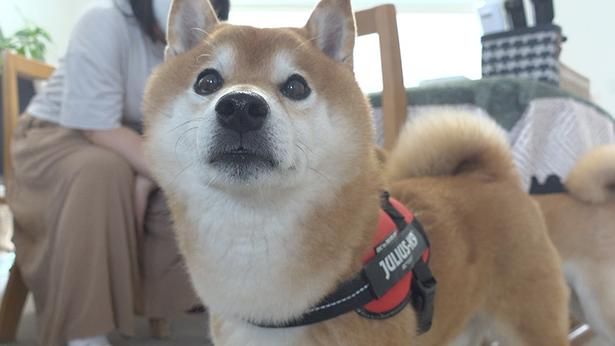 お散歩を期待して、 きゅるんとした目で見つめるはちくん