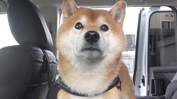 「お散歩が足りない！」と訴え、車から降りないはちくん