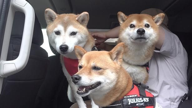 我先にと車から降りようとする、柴犬三人(犬)衆