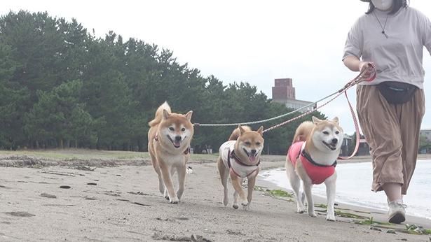 海沿いを仲良く並んでお散歩