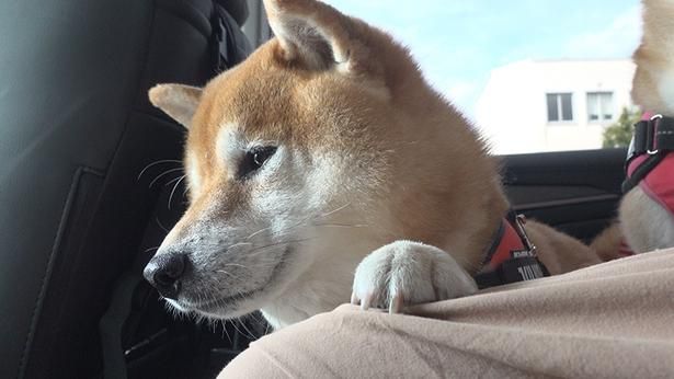 車に乗ると、なんだか暗い表情のはちくん