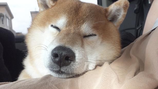 車の中でお昼寝するはちくん