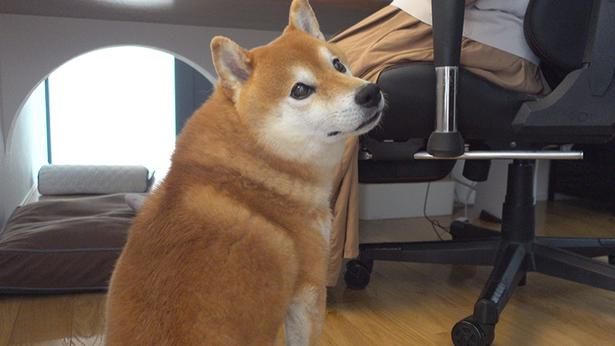 お散歩のおねだりをするはちくん