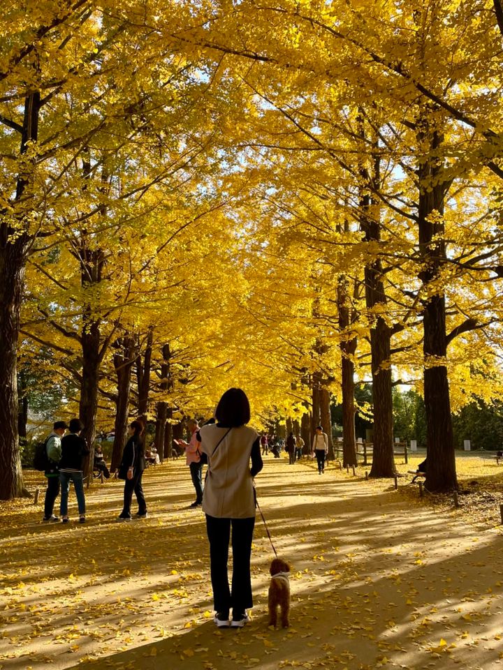 Chieさんの紅葉おすすめスポット：昭和記念公園 