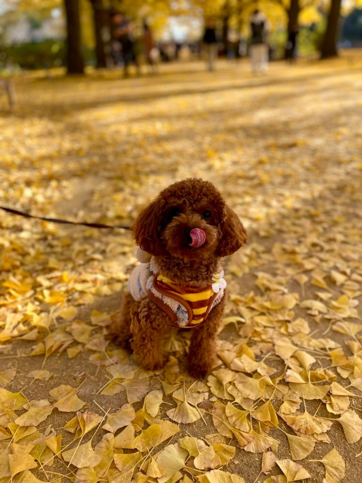 Chieさんの紅葉おすすめスポット：昭和記念公園 愛犬と一緒に散歩も可能