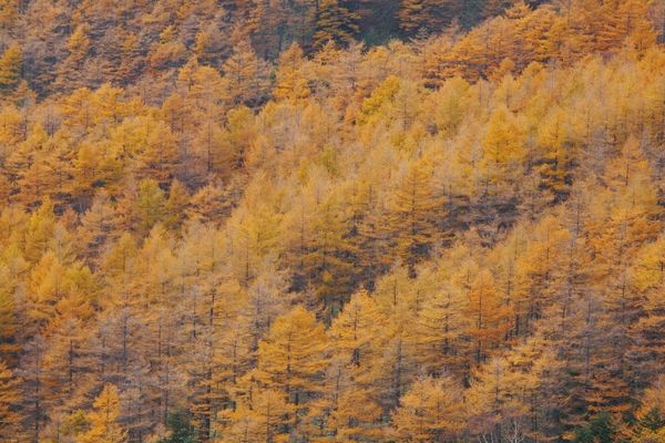 小浅間山の絶景やムササビ観察も！秋の軽井沢で楽しむピッキオのネイチャーツアー4選