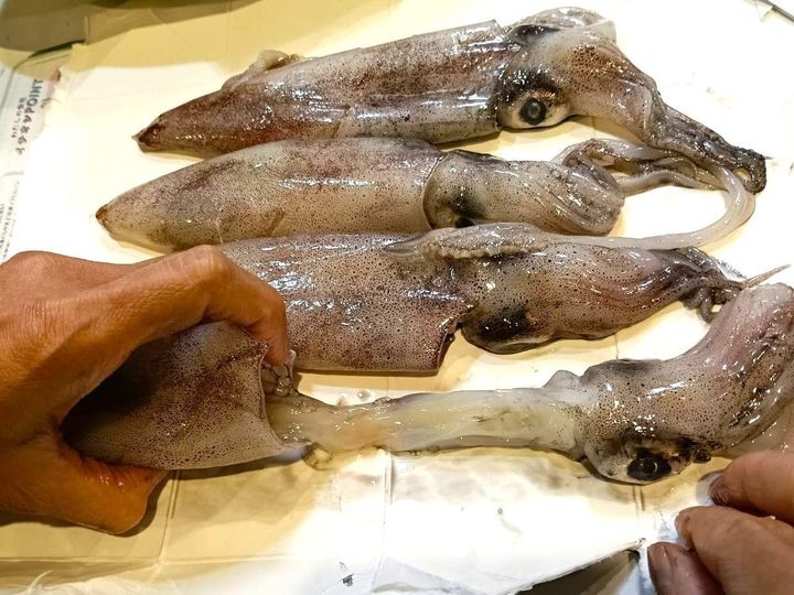 【天然魚クエスト】イカしてるね〜！あこがれの「いかめし」！