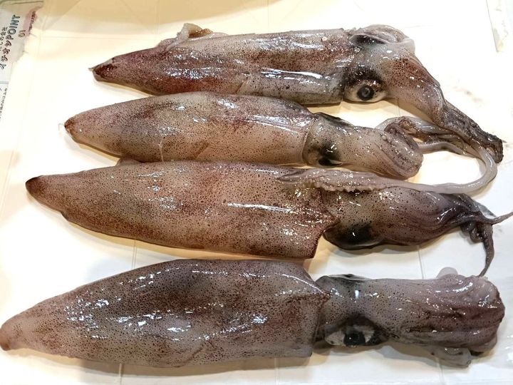 いかをさばく